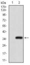 H3R17me2a antibody, orb137154, Biorbyt, Western Blot image 