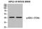 Sphingosine-1-Phosphate Receptor 1 antibody, PA5-40299, Invitrogen Antibodies, Western Blot image 