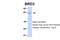 Bromodomain Containing 3 antibody, ARP34431_P050, Aviva Systems Biology, Western Blot image 