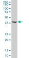 Guided Entry Of Tail-Anchored Proteins Factor 3, ATPase antibody, H00000439-M02, Novus Biologicals, Western Blot image 