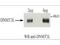 DNA Methyltransferase 3 Like antibody, PA1-31714, Invitrogen Antibodies, Western Blot image 