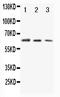 CD86 antibody, GTX11698, GeneTex, Western Blot image 