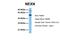 Nexilin F-Actin Binding Protein antibody, NBP1-53226, Novus Biologicals, Western Blot image 