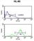 Eukaryotic Translation Initiation Factor 4E antibody, abx031075, Abbexa, Western Blot image 