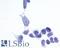 Frizzled Class Receptor 6 antibody, LS-A4482, Lifespan Biosciences, Immunocytochemistry image 