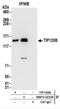 Cullin Associated And Neddylation Dissociated 2 (Putative) antibody, NBP2-22334, Novus Biologicals, Immunoprecipitation image 