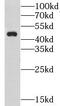 Trace Amine Associated Receptor 2 (Gene/Pseudogene) antibody, FNab03609, FineTest, Western Blot image 