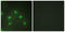 Heterogeneous Nuclear Ribonucleoprotein L antibody, LS-B7671, Lifespan Biosciences, Immunofluorescence image 