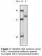 Ribosomal Protein S6 Kinase A1 antibody, LS-C47225, Lifespan Biosciences, Western Blot image 