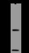IL-4 antibody, 11846-T48, Sino Biological, Western Blot image 