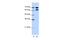Ribonucleoprotein PTB-binding 1 antibody, A09359, Boster Biological Technology, Western Blot image 