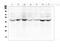 Transforming Growth Factor Beta 2 antibody, PA5-80117, Invitrogen Antibodies, Western Blot image 