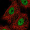 Hnf-1b antibody, AMAb90733, Atlas Antibodies, Immunofluorescence image 
