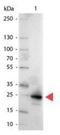 GFP antibody, NB600-1502, Novus Biologicals, Western Blot image 