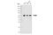 Pyruvate Kinase M1/2 antibody, 90833S, Cell Signaling Technology, Western Blot image 