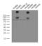 Leucine Rich Repeat Containing G Protein-Coupled Receptor 5 antibody, LS-C796969, Lifespan Biosciences, Western Blot image 