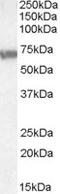 ATP Binding Cassette Subfamily D Member 4 antibody, LS-B4375, Lifespan Biosciences, Western Blot image 