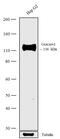 Carcinoembryonic Antigen Related Cell Adhesion Molecule 1 antibody, 702056, Invitrogen Antibodies, Western Blot image 