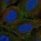 Plexin A4 antibody, NBP2-69011, Novus Biologicals, Immunocytochemistry image 