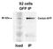 GFP antibody, NB600-308, Novus Biologicals, Immunoprecipitation image 