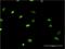 Minichromosome Maintenance Complex Component 6 antibody, H00004175-M04, Novus Biologicals, Immunocytochemistry image 