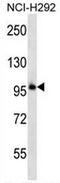 Protocadherin Beta 11 antibody, AP53206PU-N, Origene, Western Blot image 