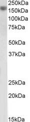 Epidermal Growth Factor antibody, LS-B11905, Lifespan Biosciences, Western Blot image 