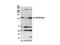 Ubiquitin Specific Peptidase 36 antibody, NB100-40832, Novus Biologicals, Western Blot image 