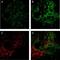Selectin P antibody, NB100-65392, Novus Biologicals, Immunofluorescence image 