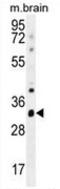 Cytochrome C1 antibody, AP51160PU-N, Origene, Western Blot image 