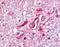 BRCA1 DNA Repair Associated antibody, GTX70134, GeneTex, Immunohistochemistry frozen image 