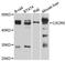 C-X-C Motif Chemokine Receptor 5 antibody, STJ29912, St John