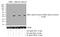 Mitogen-Activated Protein Kinase Kinase 1 antibody, 44-454G, Invitrogen Antibodies, Western Blot image 