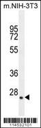 Growth Factor, Augmenter Of Liver Regeneration antibody, 55-976, ProSci, Western Blot image 