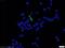 Enterokinase Cleavage Site tag antibody, 20543-1-AP, Proteintech Group, Immunofluorescence image 