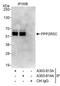 Protein Phosphatase 2 Regulatory Subunit B'Gamma antibody, A303-814A, Bethyl Labs, Immunoprecipitation image 