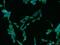 Cytosolic Thiouridylase Subunit 2 antibody, 23337-1-AP, Proteintech Group, Immunofluorescence image 