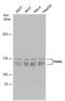 Poly(ADP-Ribose) Glycohydrolase antibody, PA5-77882, Invitrogen Antibodies, Western Blot image 