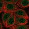 MAX Dimerization Protein MLX antibody, NBP2-55725, Novus Biologicals, Immunofluorescence image 