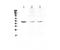 Tryptophan Hydroxylase 1 antibody, LS-C662940, Lifespan Biosciences, Western Blot image 