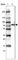 Lymphocyte Cytosolic Protein 2 antibody, HPA036396, Atlas Antibodies, Western Blot image 