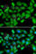 RB Binding Protein 7, Chromatin Remodeling Factor antibody, A6967, ABclonal Technology, Immunofluorescence image 