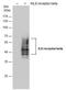 C-X-C Motif Chemokine Receptor 2 antibody, NBP2-43810, Novus Biologicals, Western Blot image 