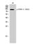 Fibroblast Growth Factor Receptor 4 antibody, A00769Y642-1, Boster Biological Technology, Western Blot image 