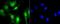 Chromobox 5 antibody, NBP2-67349, Novus Biologicals, Immunocytochemistry image 