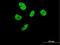 Interleukin Enhancer Binding Factor 3 antibody, H00003609-B01P, Novus Biologicals, Immunofluorescence image 