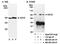 SET1 antibody, NB600-281, Novus Biologicals, Western Blot image 