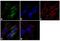 Fibrillin 1 antibody, MA5-12770, Invitrogen Antibodies, Immunofluorescence image 