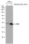 Egl-9 Family Hypoxia Inducible Factor 1 antibody, PA5-78511, Invitrogen Antibodies, Western Blot image 