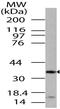 MTOR Associated Protein, LST8 Homolog antibody, A05357, Boster Biological Technology, Western Blot image 